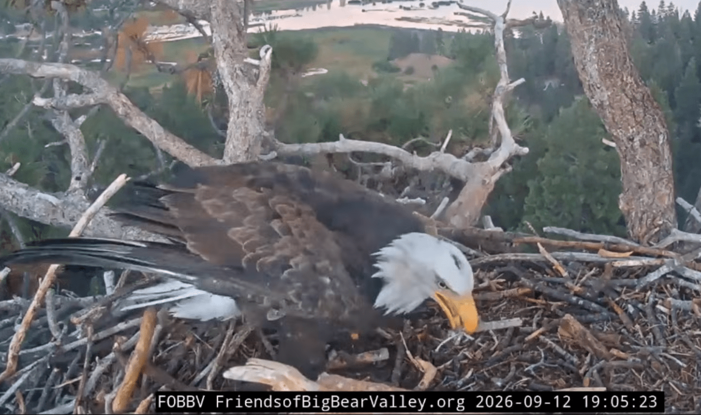 bald eagle with stick in mouth on nest