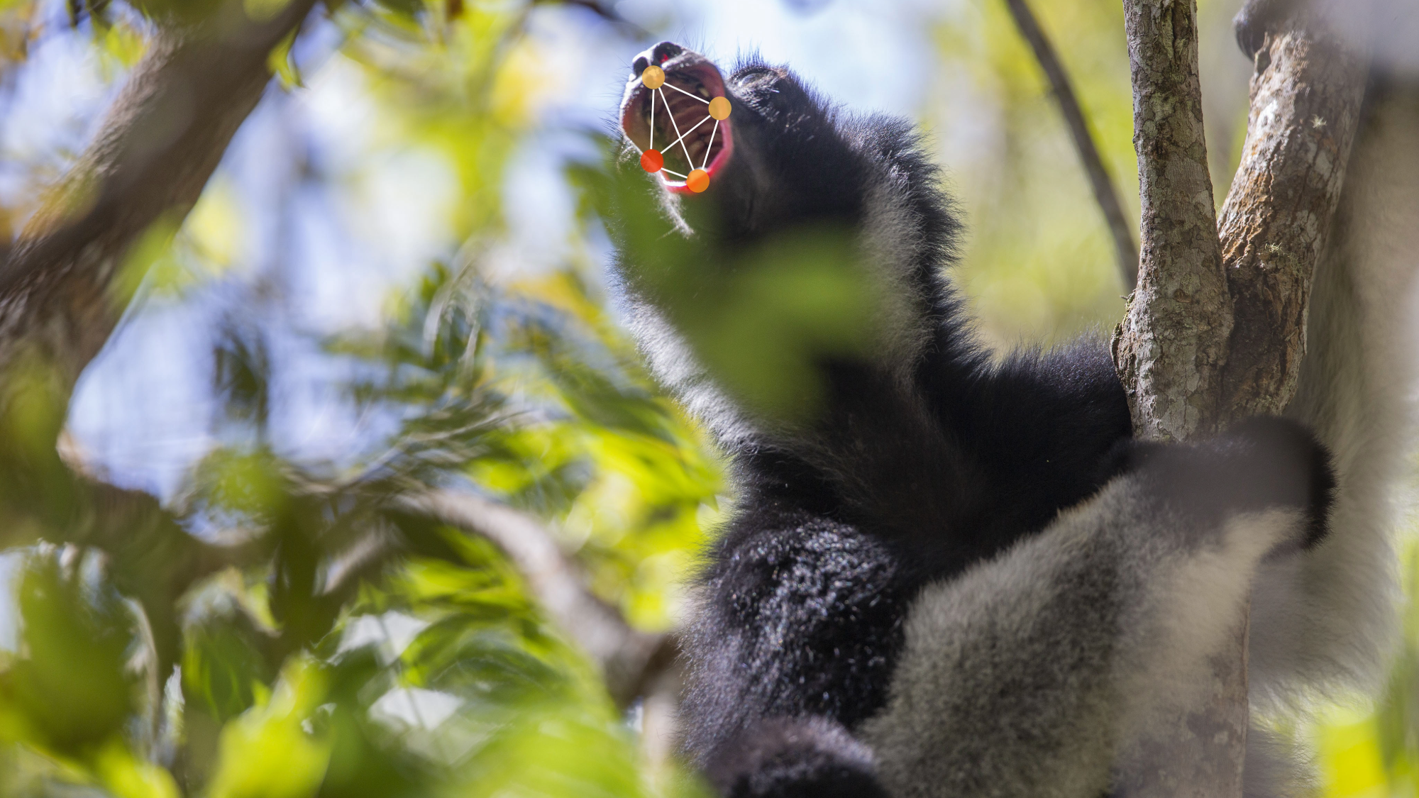 Opera singers and shrieking lemurs share vocalization strategies