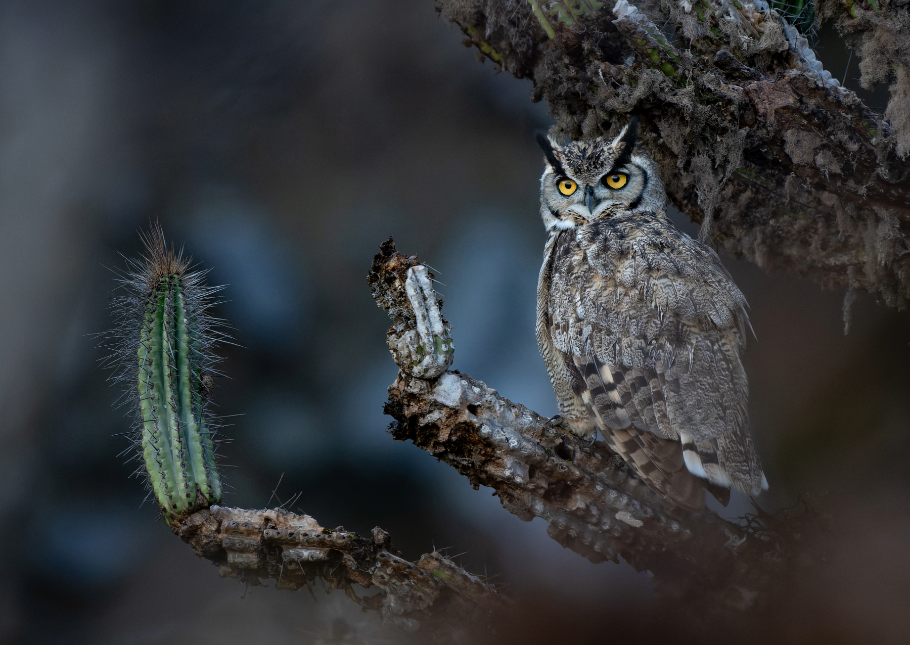 an owl with gray, brown, and white feathers, with prominent black feathers over its eyes sits on a tree branch next to a spiky cactus
