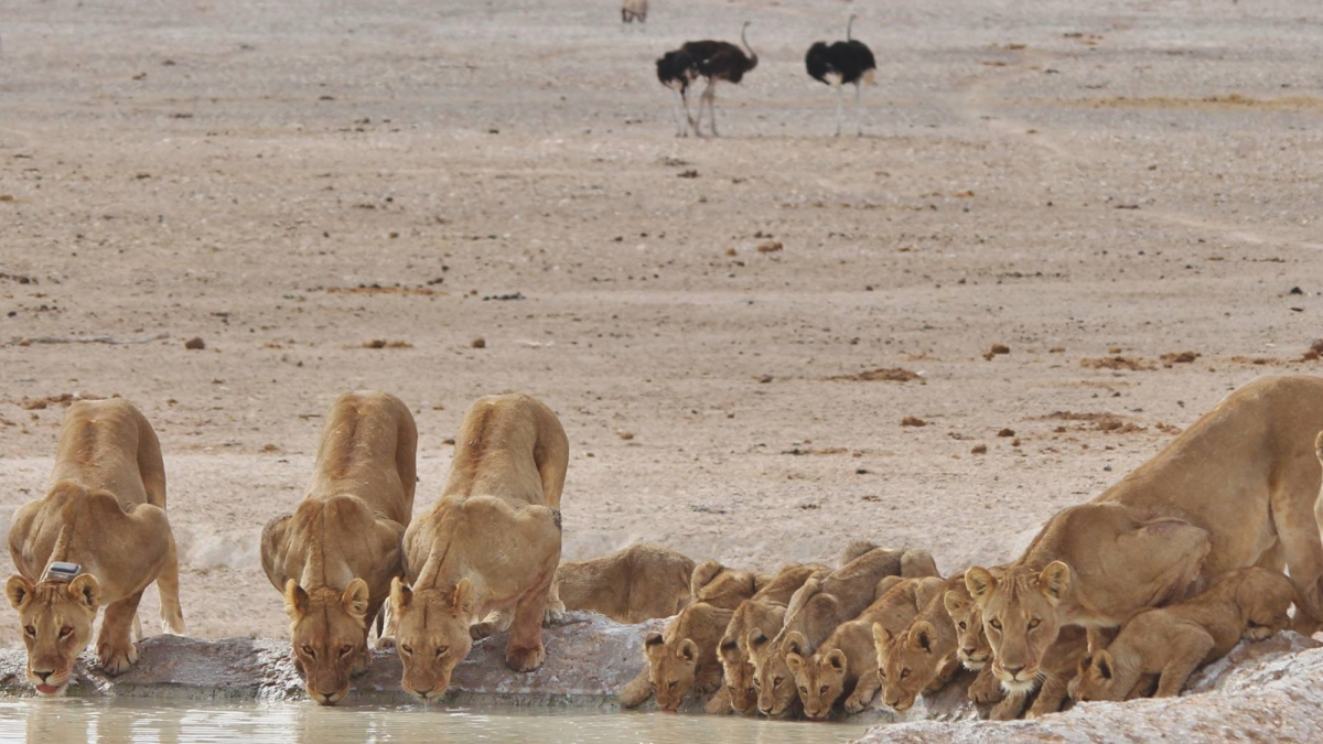 New data flips the narrative on how lions and hyenas interact in the wild