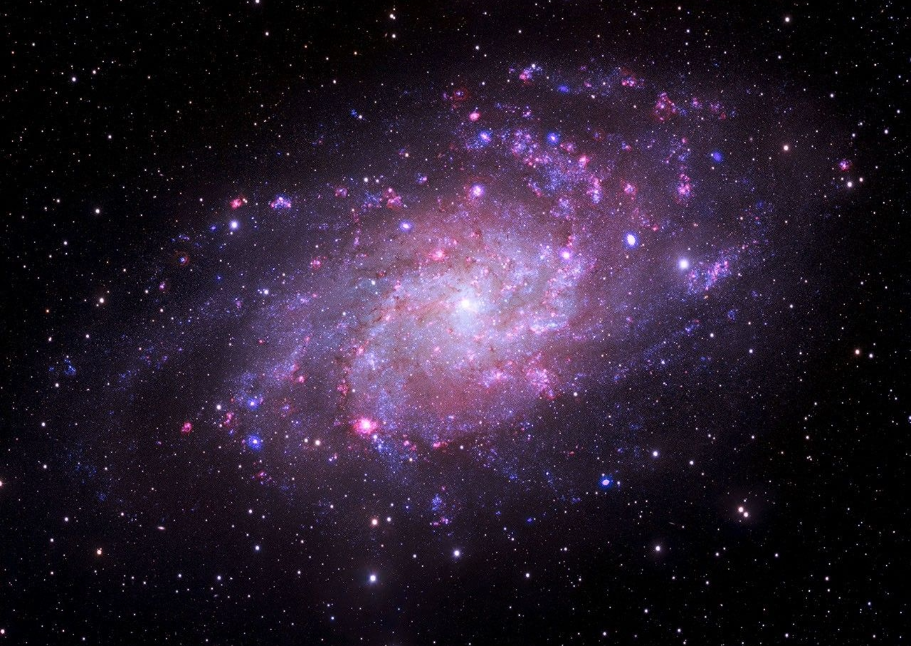 A nearby, face-on spiral galaxy whose clear spiral arms offer an unhindered view of its stellar engine. X-ray data from Chandra (purple) highlights point sources like neutron stars and stellar-mass black holes pulling material off companion stars (systems called X-ray binaries), while optical data from the Very Large Telescope’s MUSE instrument (pink and grey) maps glowing pockets of hydrogen gas. Ultraviolet data from NASA’s Swift telescope (blue) reveals populations of young, massive stars sizzling across the spiral arms. M33’s proximity to us allows astronomers to audit individual high-energy objects and map how stellar feedback affects a galaxy's ecosystem. Image: X-ray: NASA/CXC/SAO; Optical: ESO/VLT; UV: NASA/Swift; Image Processing: NASA/CXC/SAO/L. Frattare.