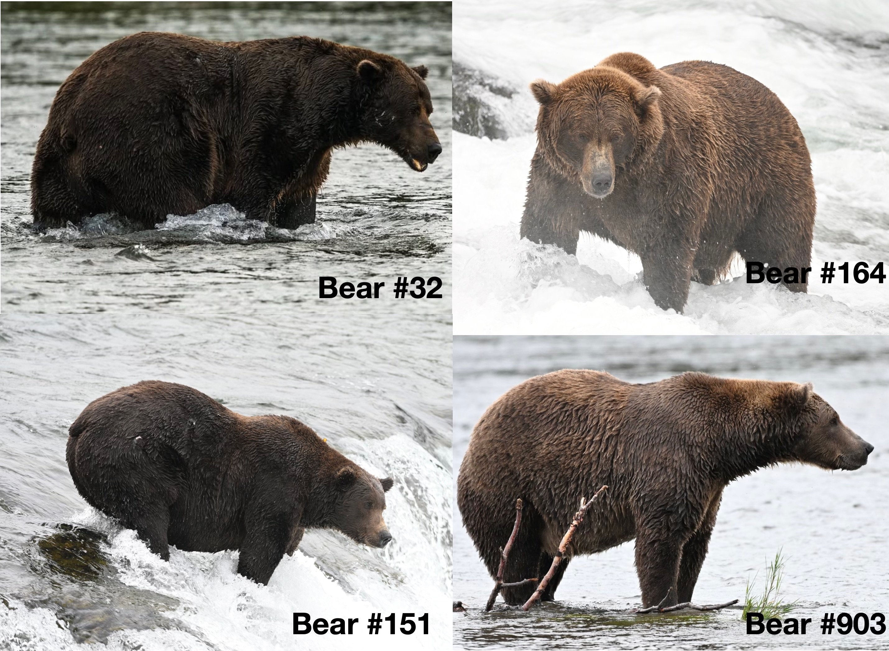 four male bears
