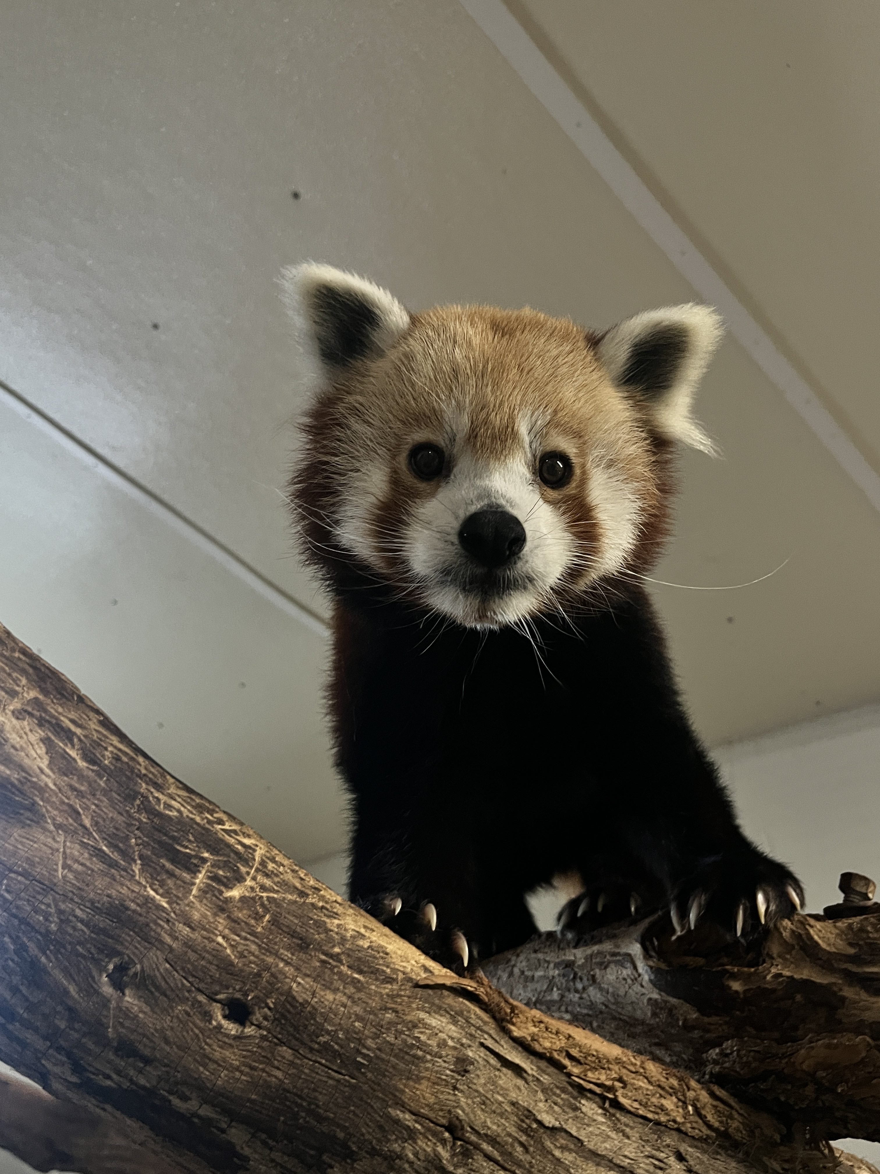 a red panda looking down from a branch