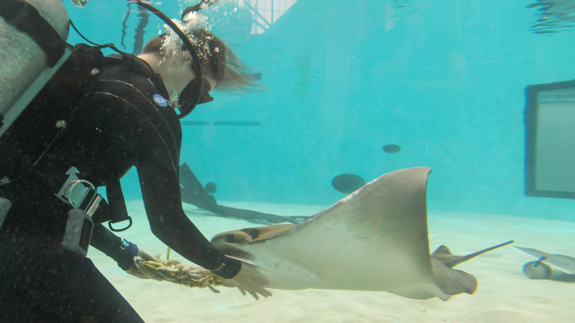 Happy Birth-ray! Mystic the cownose ray turns 27