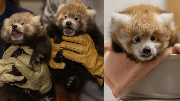 three red panda cubs