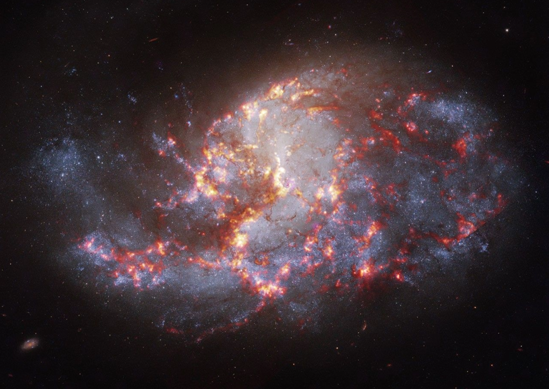 A barred spiral galaxy packed with regions where stars are actively forming. Chandra X-ray data (magenta) highlights stellar nurseries and X-ray binaries scattered along dusty spiral structures brought to life by Hubble optical (white and grey) and Webb infrared (orange and red) observations. Comparing multiwavelength data of barred spirals containing active star formation helps scientists map how local starbursts build up galactic mass over time. Image: X-ray: NASA/CXC/SAO; Optical: NASA/ESA/STScI; Infrared: NASA/ESA/CSA/STScI; Image Processing: NASA/CXC/SAO/L. Frattare.
