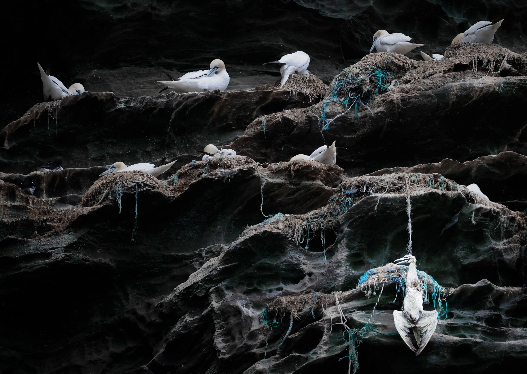 several white birds on a rock cliff with plastic