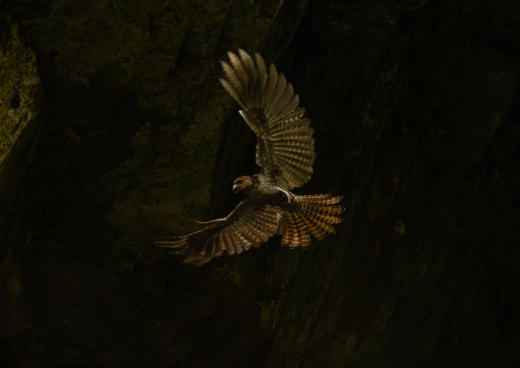 a bird with gray and brown feathers flies in the dark night sky