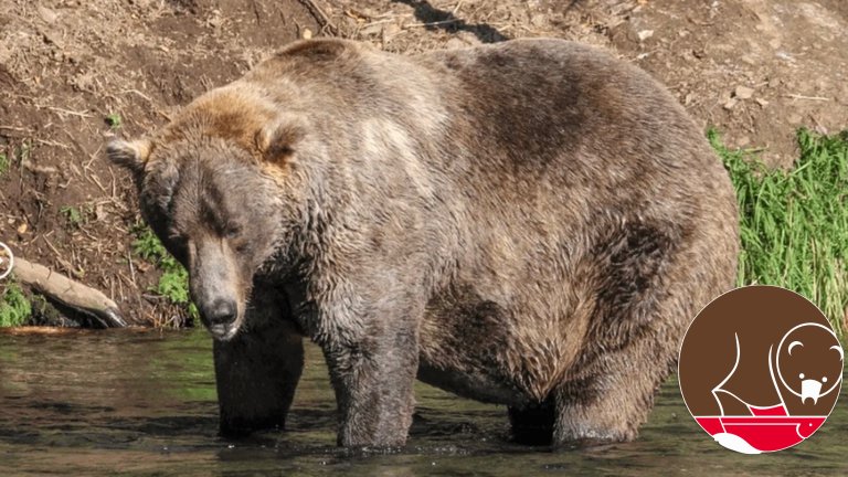 a large brown bear walks by a river with its snout in the water