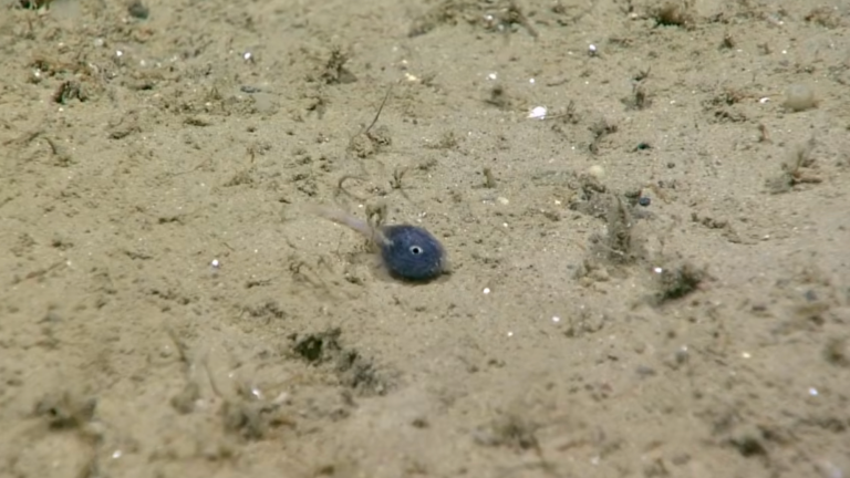a small black fish on a sandy ocean bottom