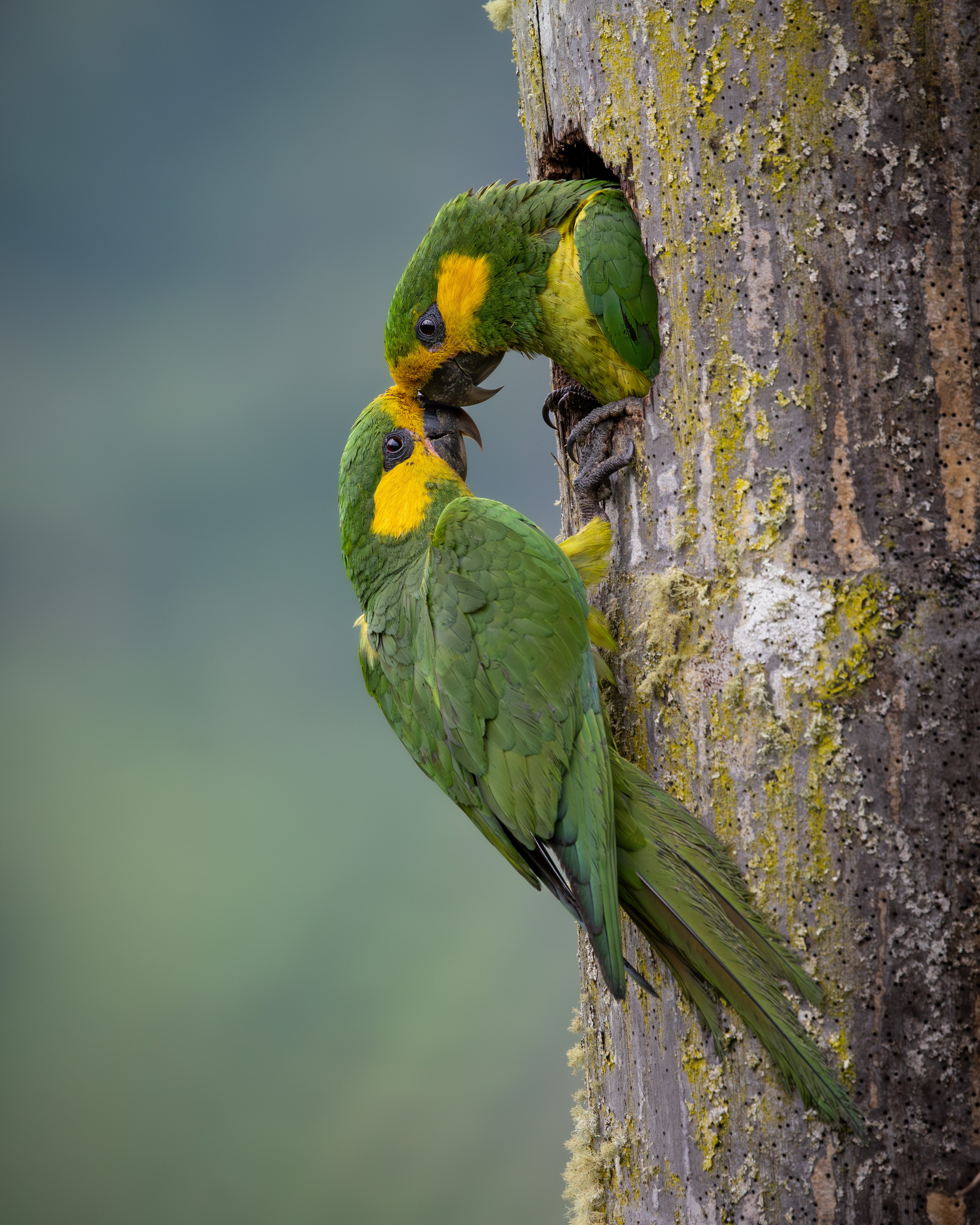 two parrots with green feathers with yellow feathers on their faces touch beaks on the trunk of a palm tree. one of the birds is inside of a hole in the tree, while the other stands below