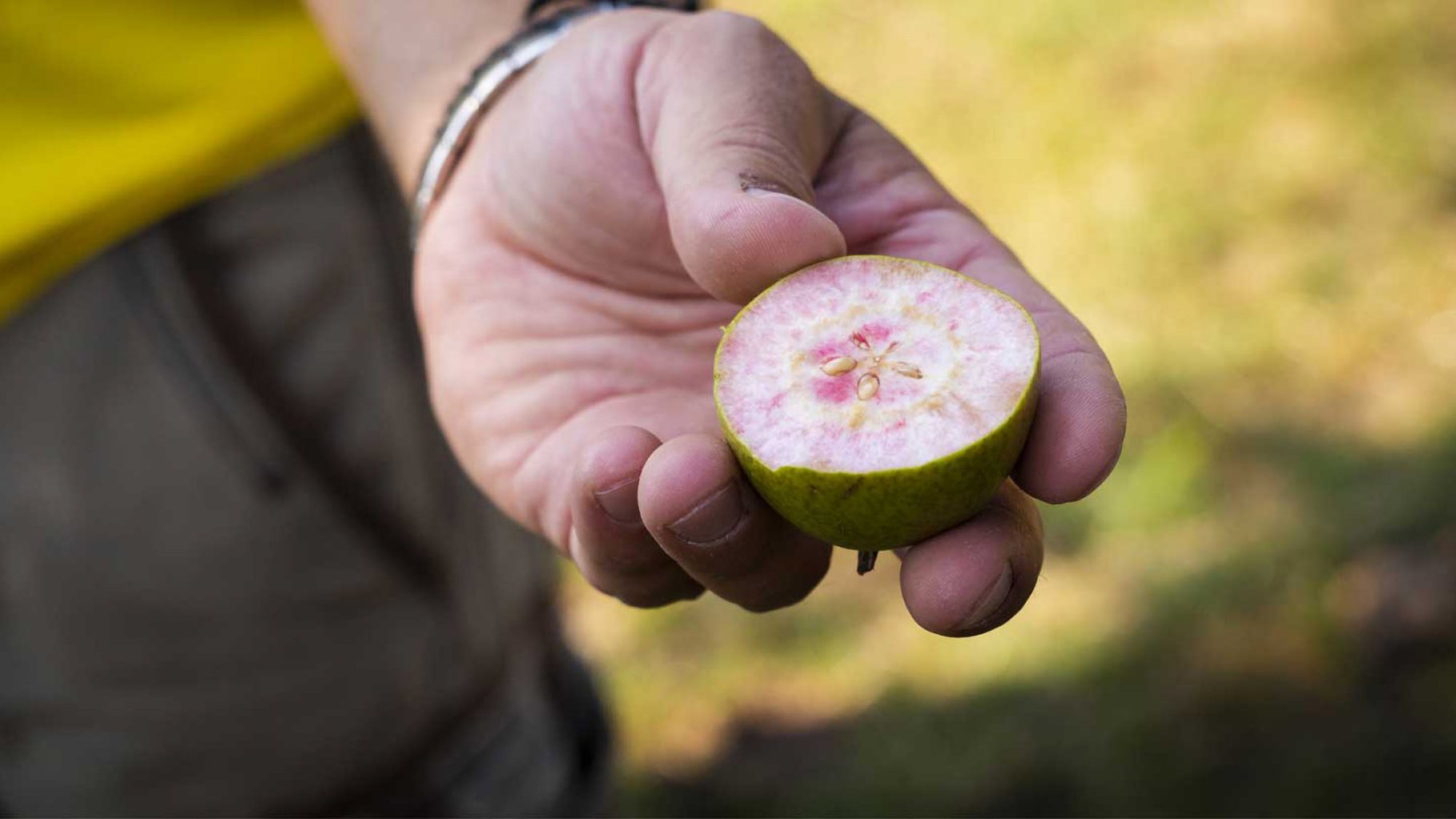 Hand holds cut in half pear