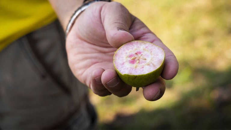 Hand holds cut in half pear