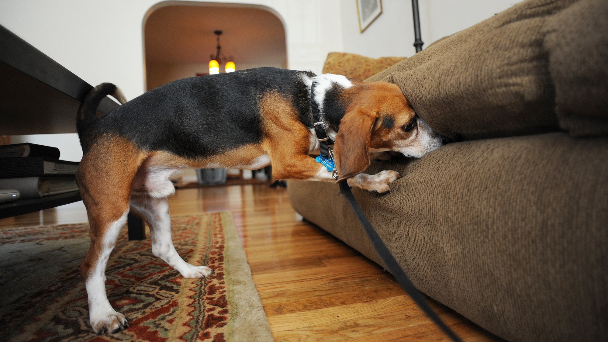 Inside the school where dogs learn to sniff out bed bugs and other pests