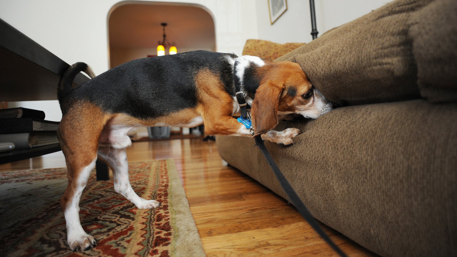 Beagle on a leash sticks nose between couch cushions in home.