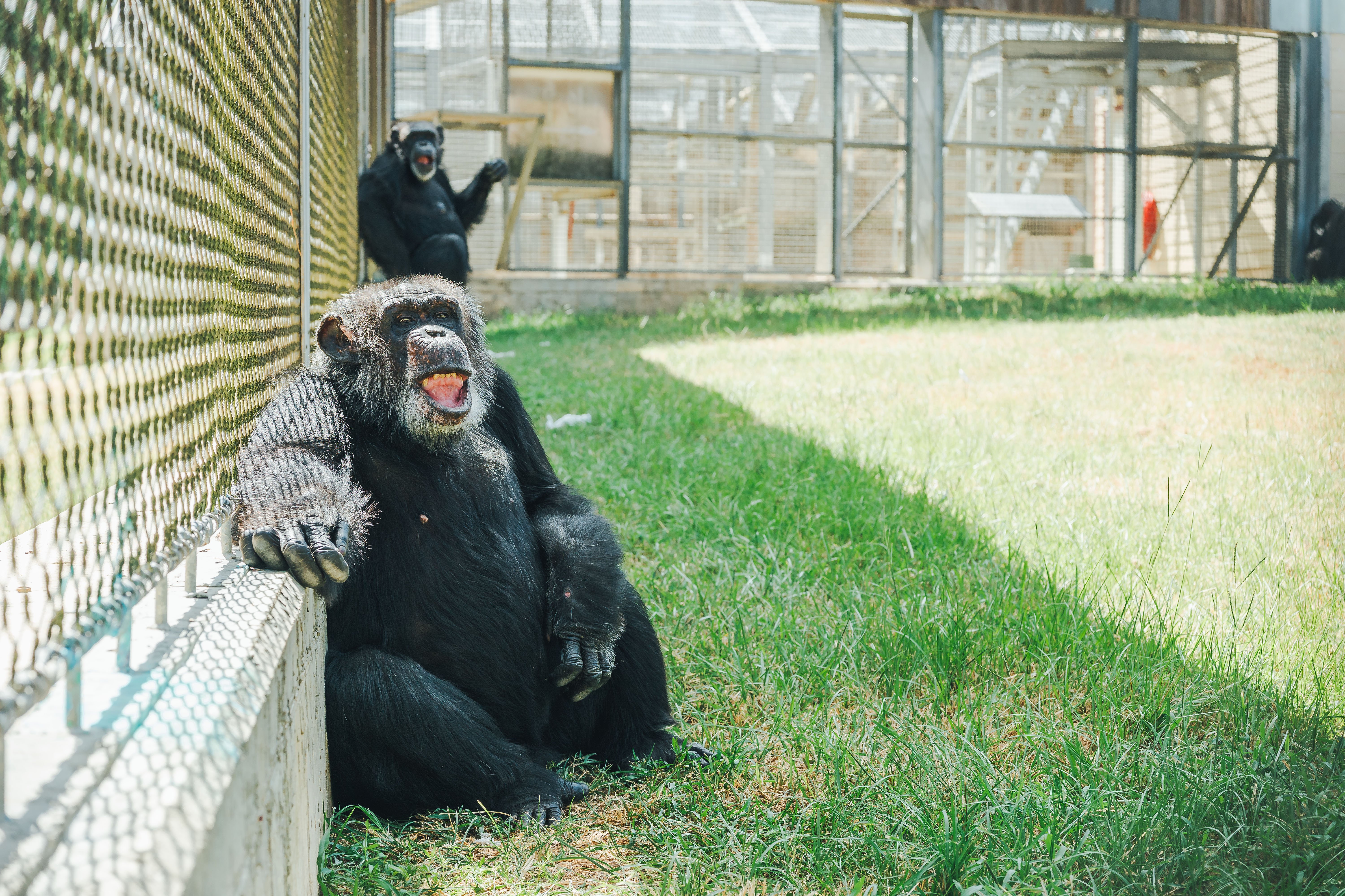 a chimpanzee sitting on the grass my a chainlink fence 