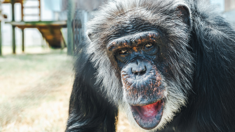 a chimpanzee