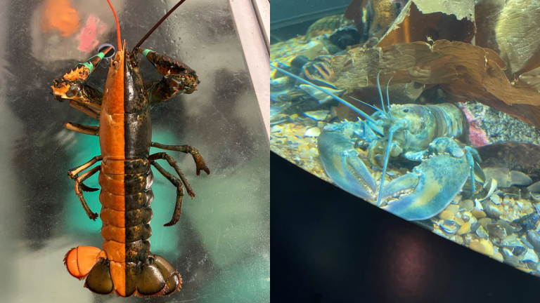 Ethel the split-colored lobster (left) and Gertrude the blue (right) were donated to the Gulf of Maine Research Institute.