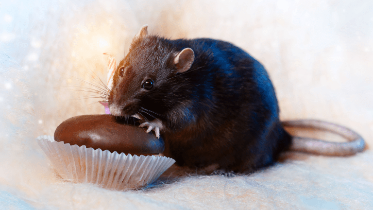 a dark rat sniffs out a piece of chocolate with a candle in it