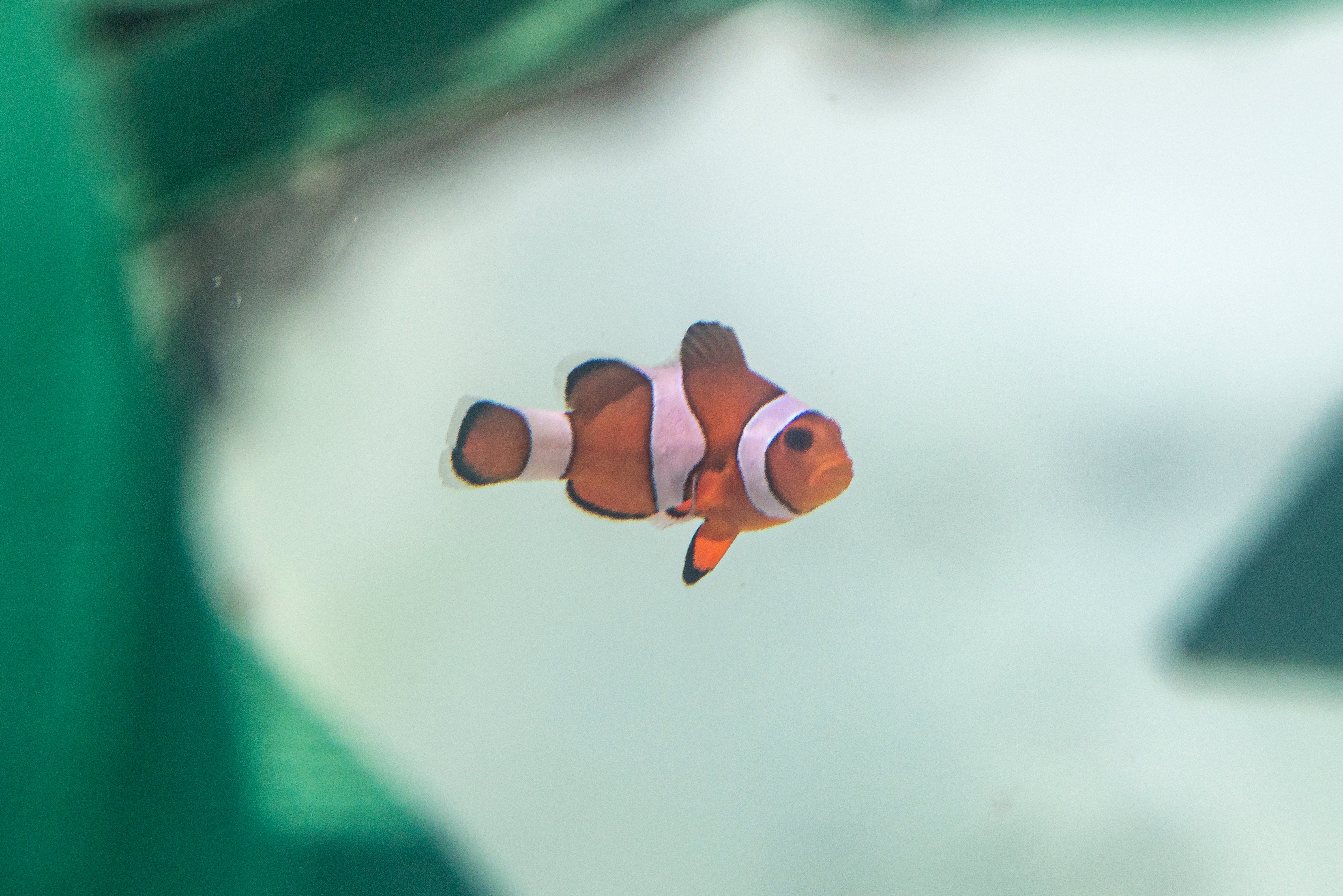 a rescued clownfish swims in a holding tank