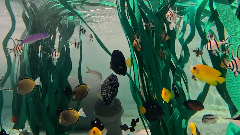 tropical fish swim in a tank