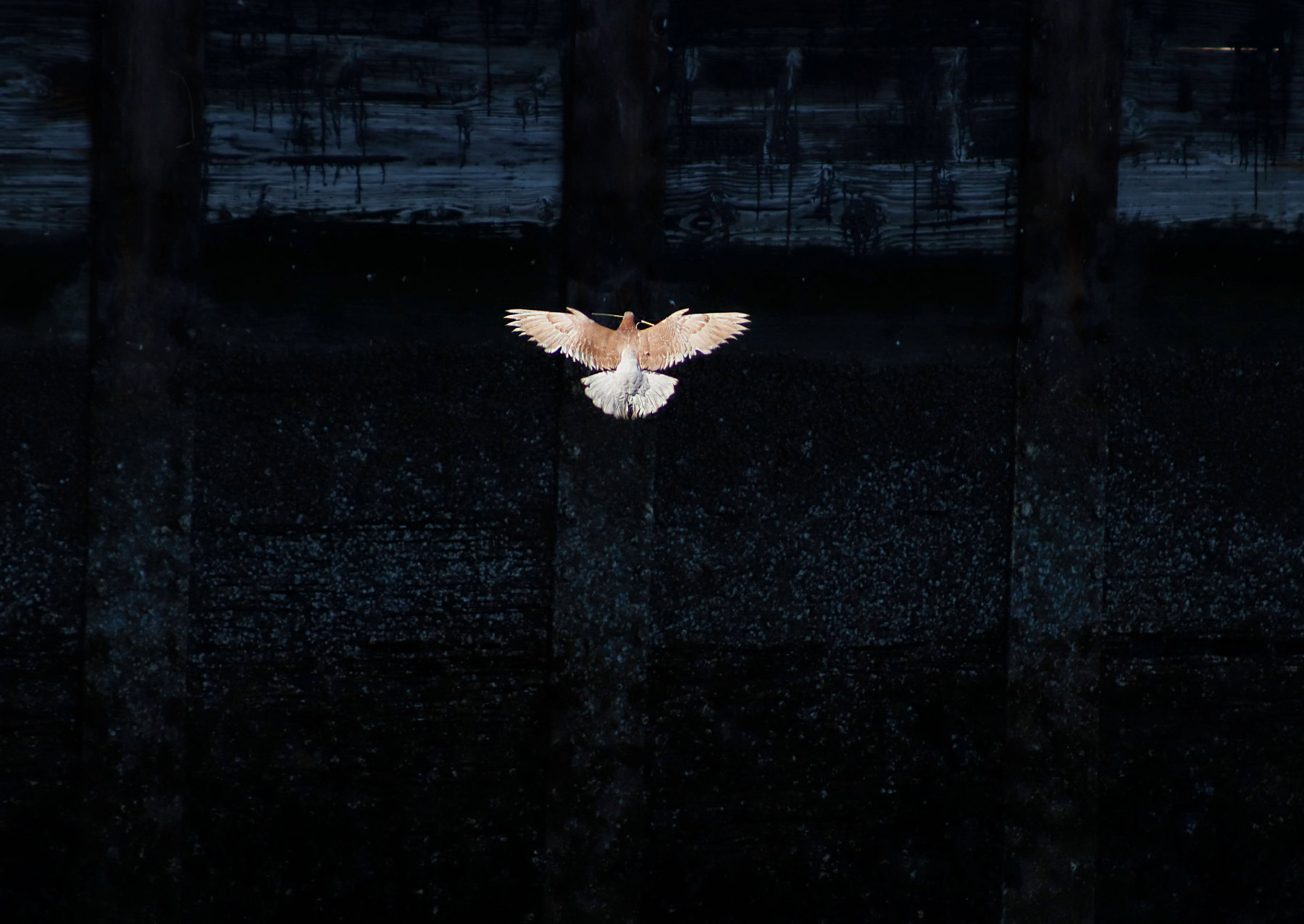 a pigeon with outstretched wings glides over water
