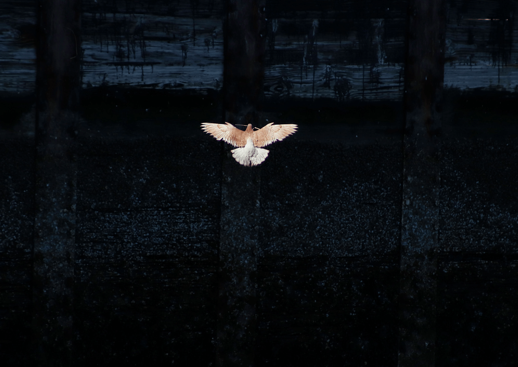 a pigeon with outstretched wings glides over water