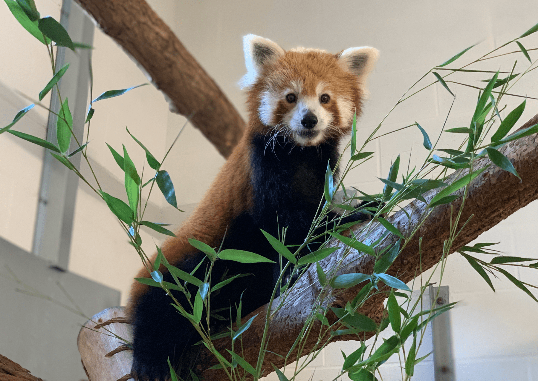 a red panda climbs on a branch in an enclosure