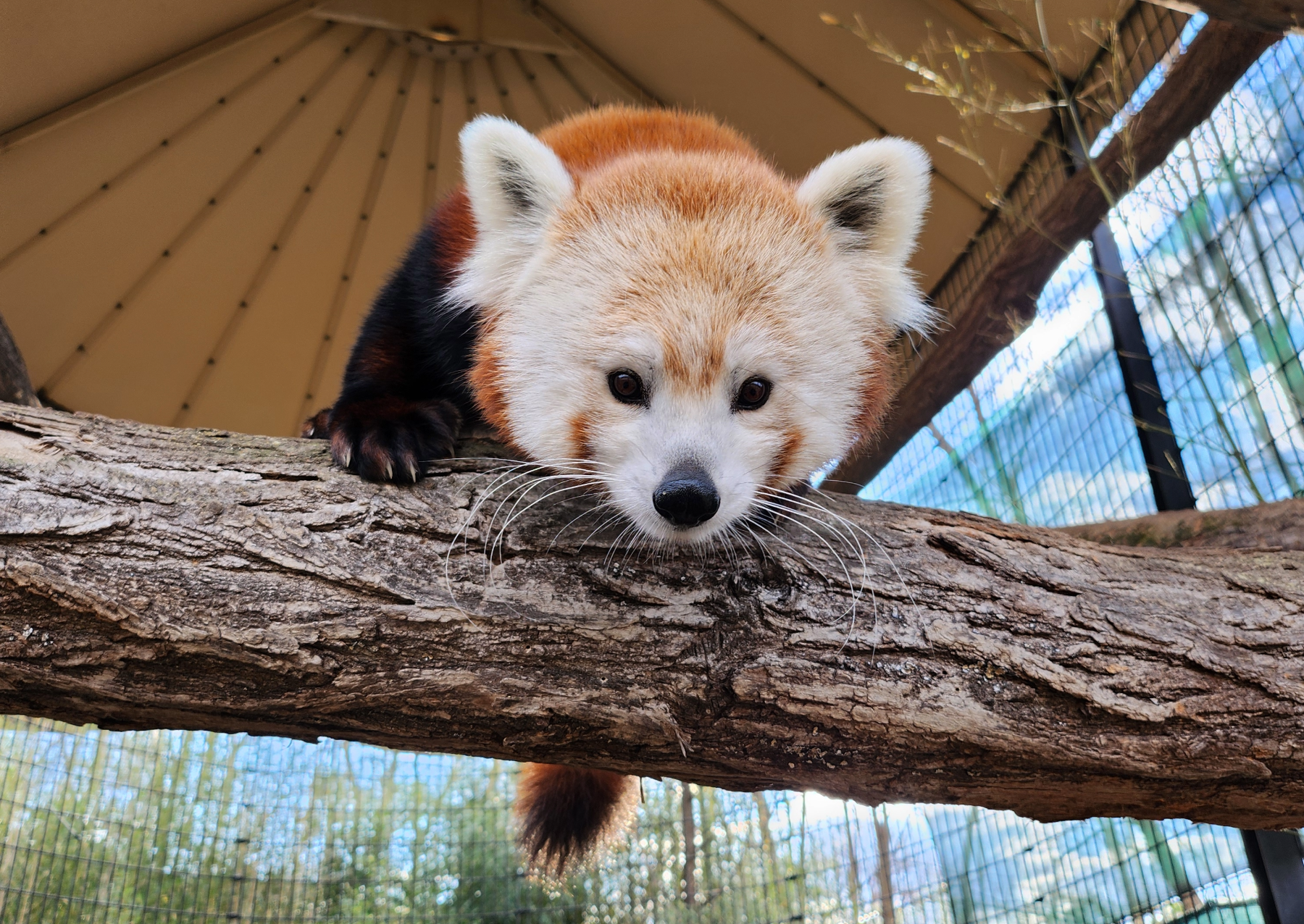 a red panda looks down while standing on a branch inside of an enclosure