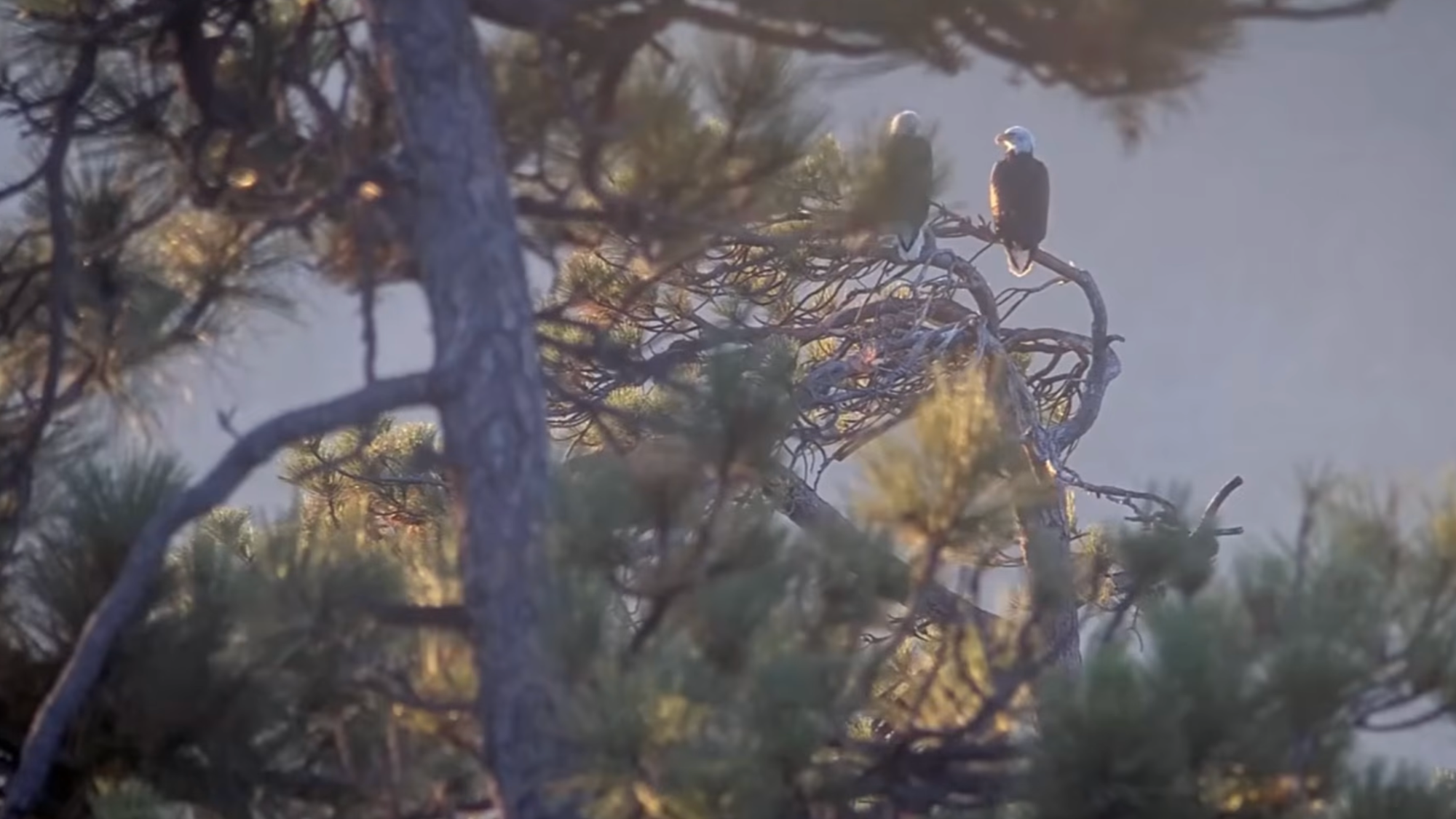 Bald eagles Shadow and Kaydee share a peaceful morning, Jackie’s memorial service approaches