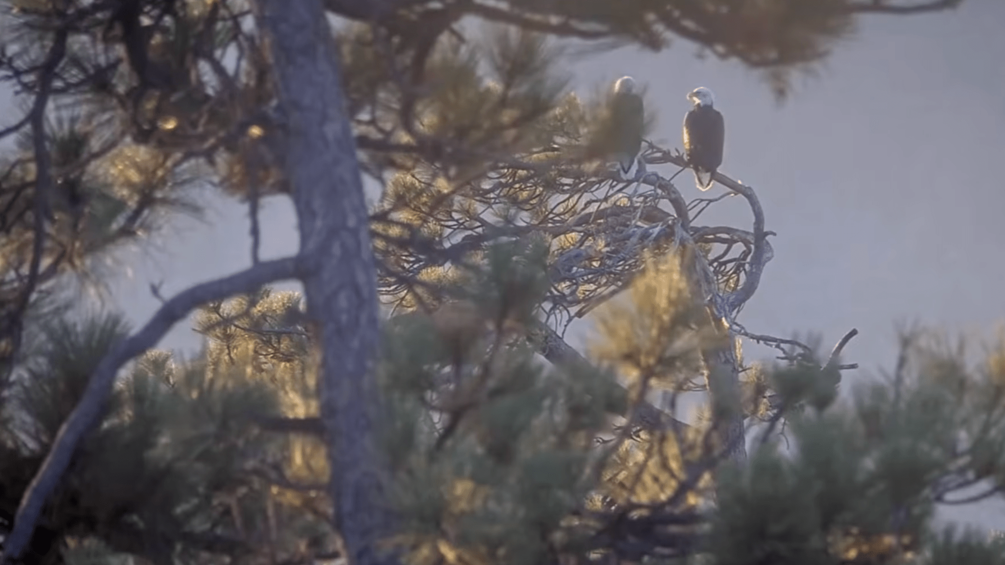 the backs of two eagles perched on a tree