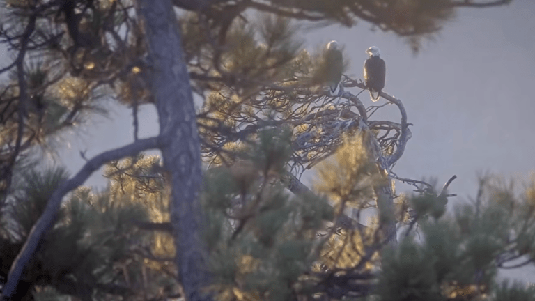 the backs of two eagles perched on a tree
