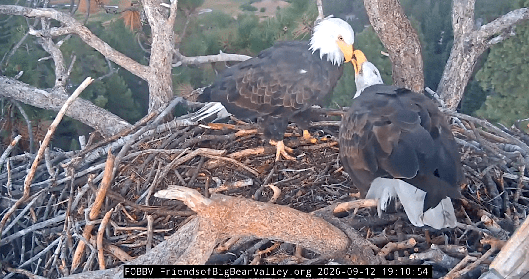 two bald eagles in a nest