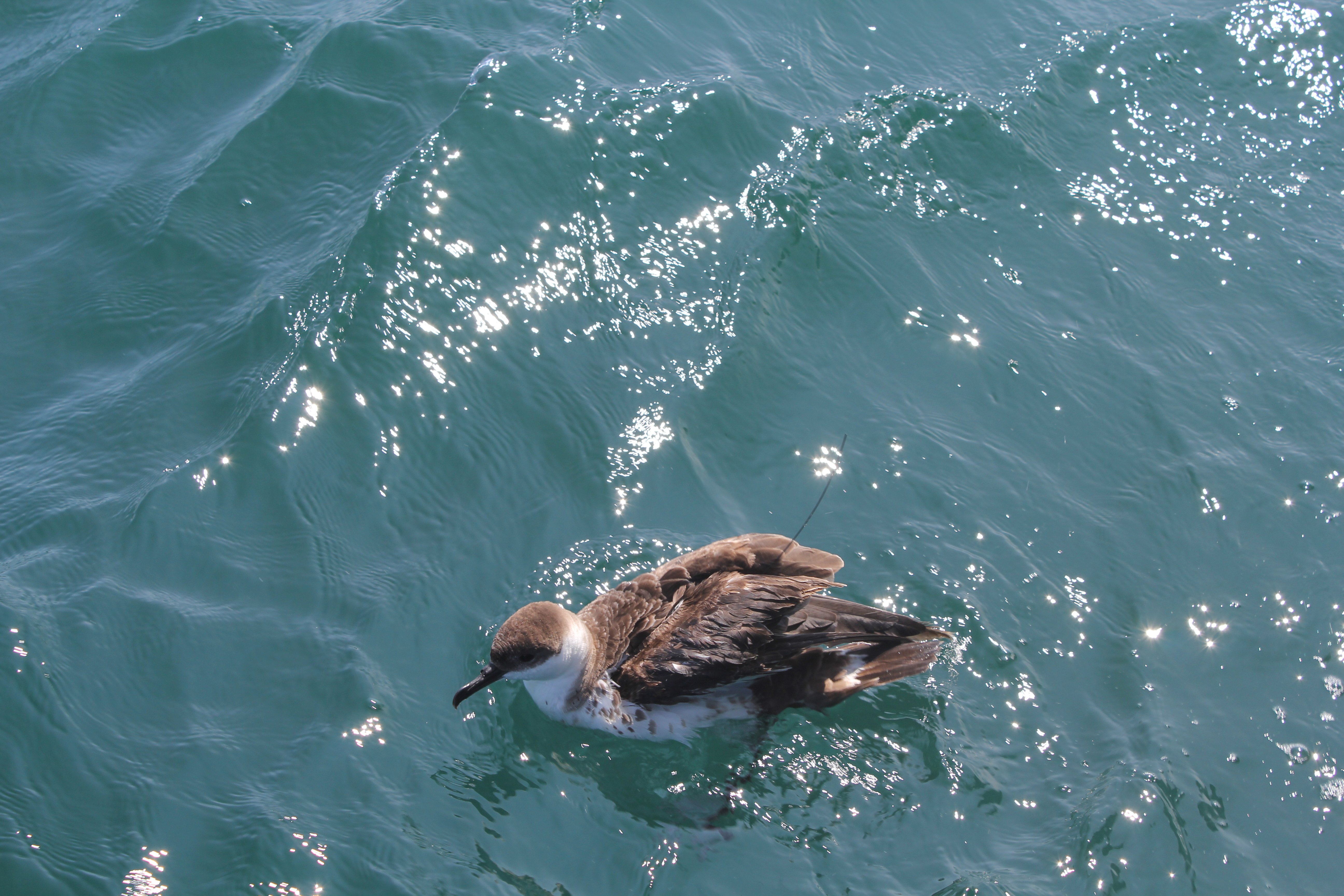 a bird wearing a small tracker on its feathers sits on the ocean