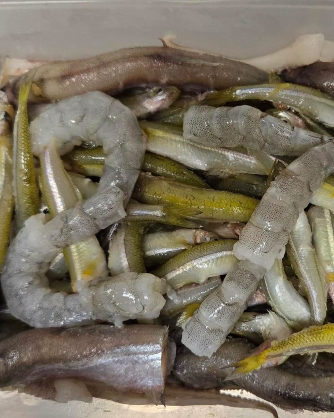 shrimp and fish