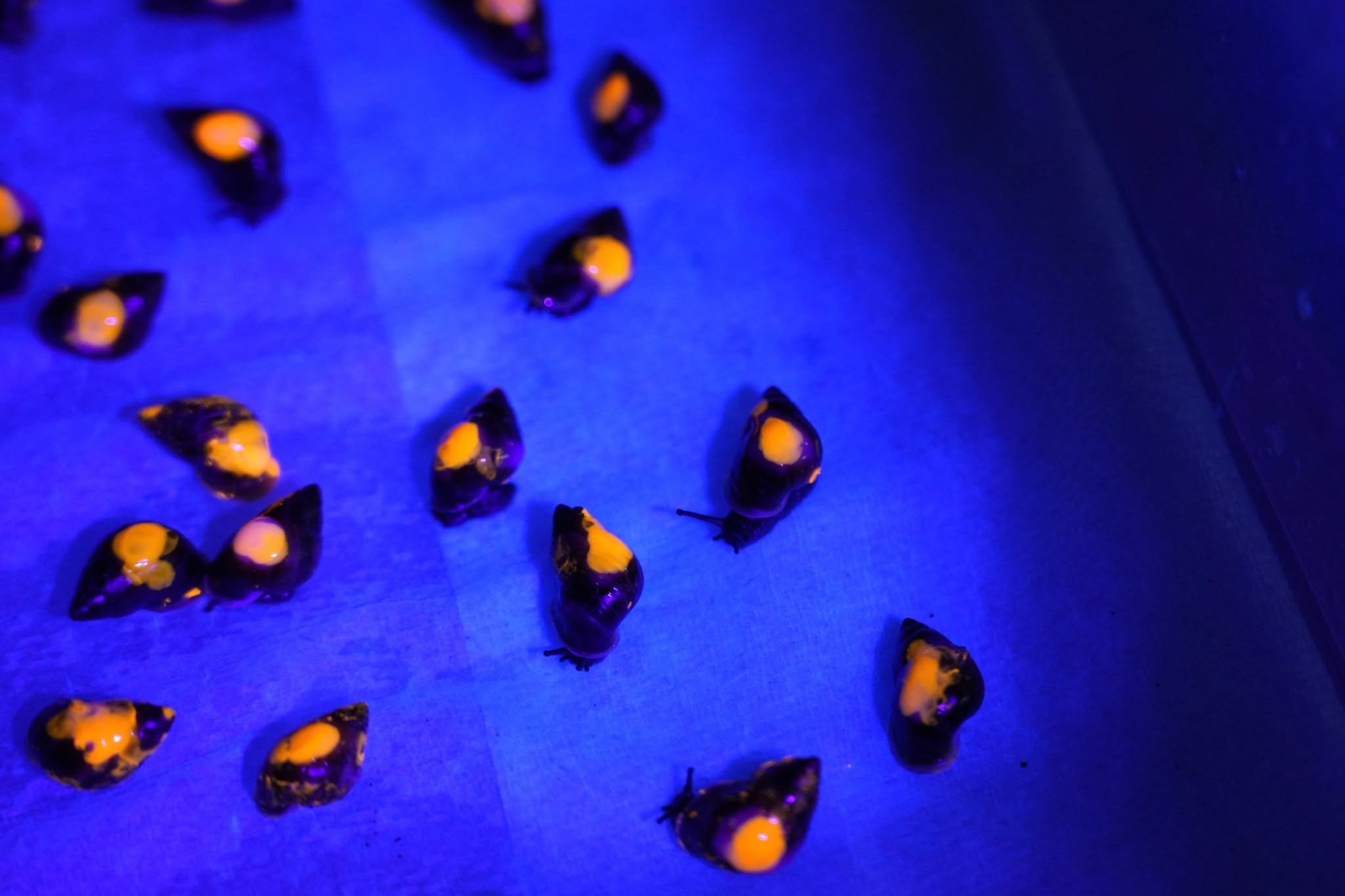 snails under a blue light with orange dots on their shells
