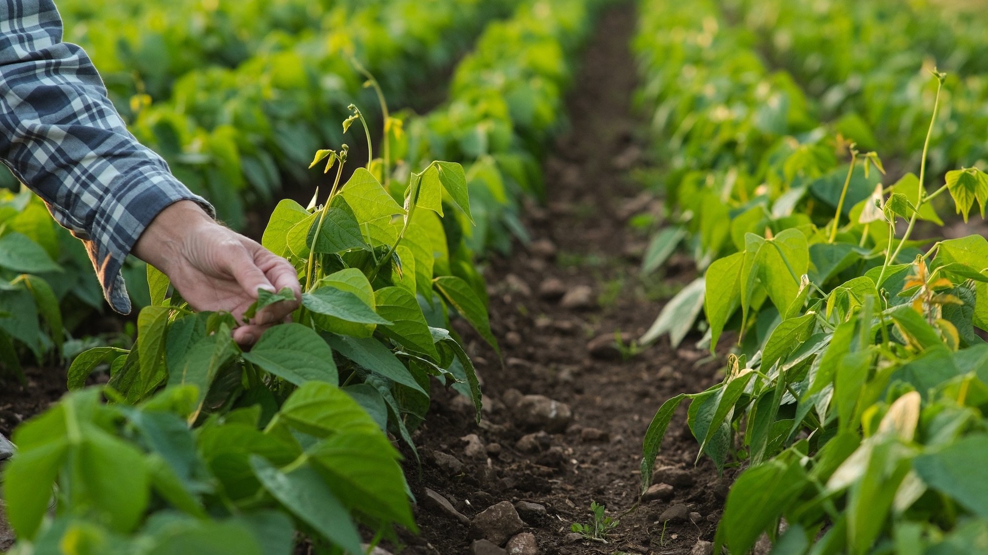 A hand of a man inspecting soybean plants