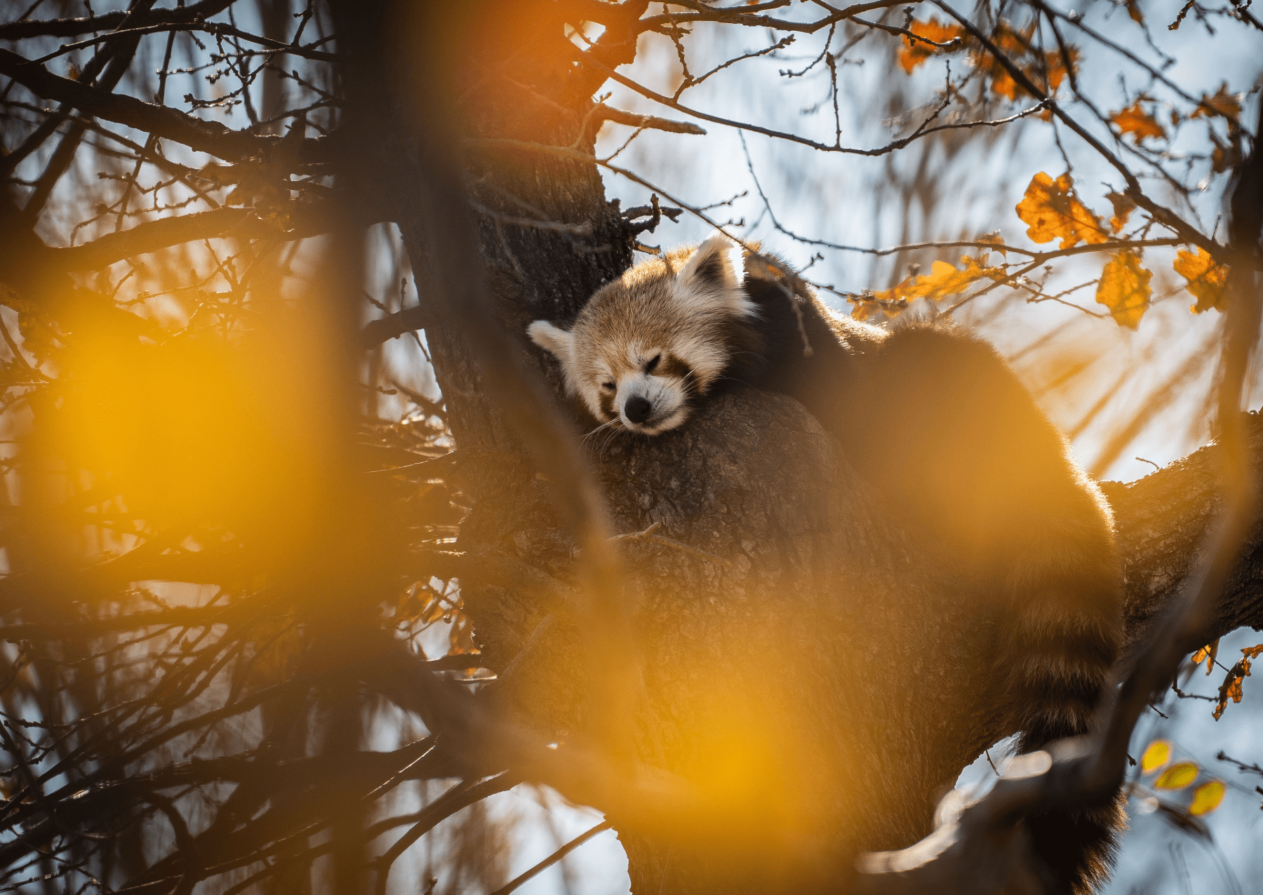 a red panda takes a nap in a tree