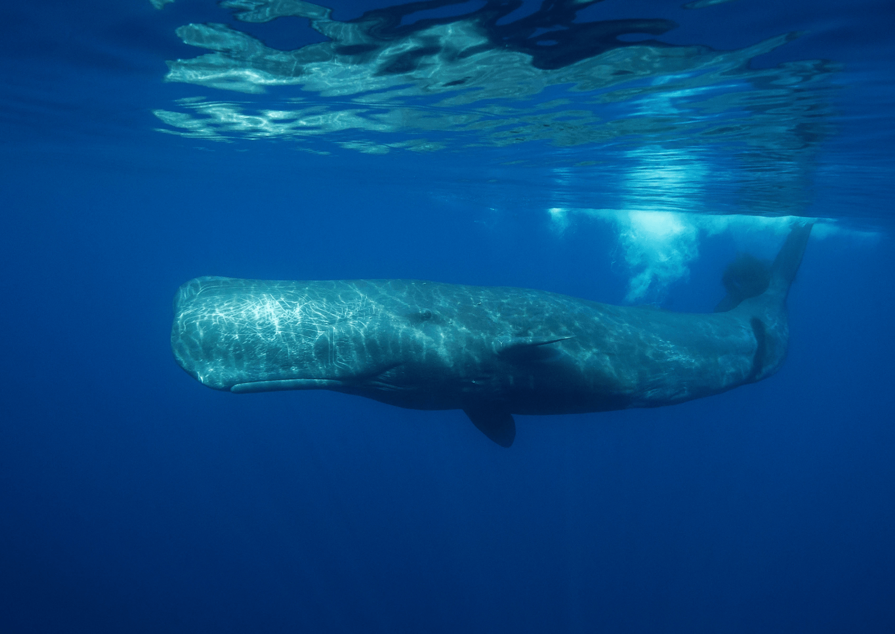 a sperm whale swimming in the mediterranean sea