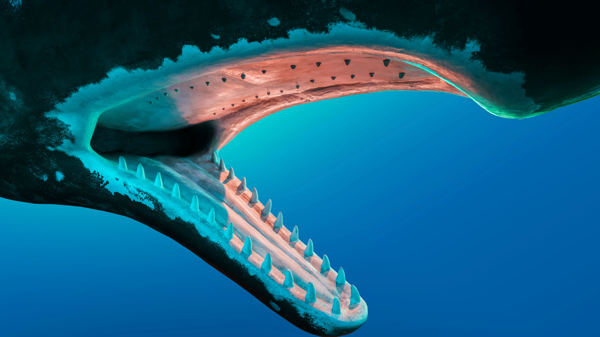 Could a whale really swallow a human? We asked a biologist.