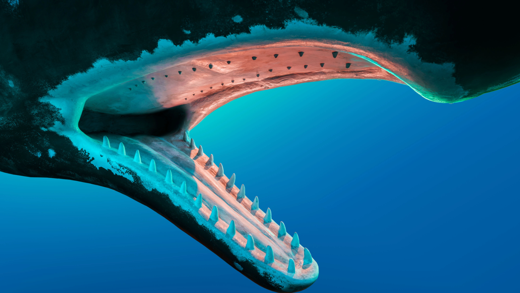 Colorized sperm whale teeth on a model. Sperm whales are the largest of all toothed whales.