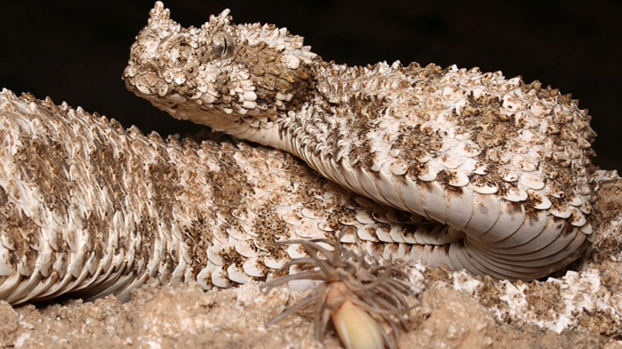 a coiled beige-colored snake with spider-like legs on its tail