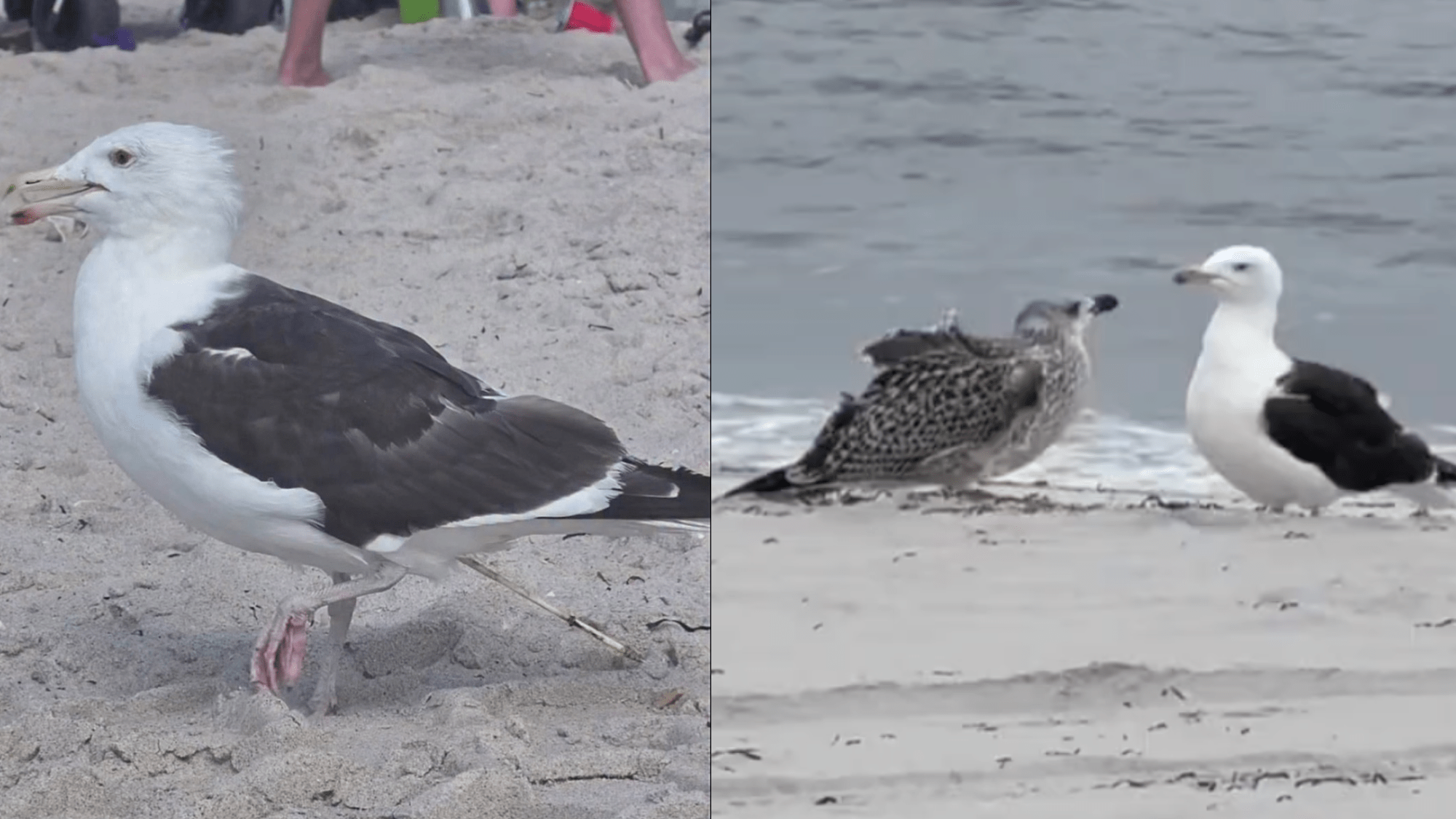 Bamboo skewer safely removed from a bird’s cloaca in New York