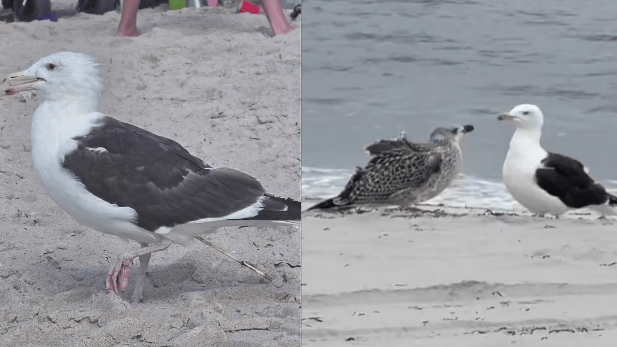 a bird with a bamboo skewer stick inside of it (left). the same bird reuniting with her baby (right)