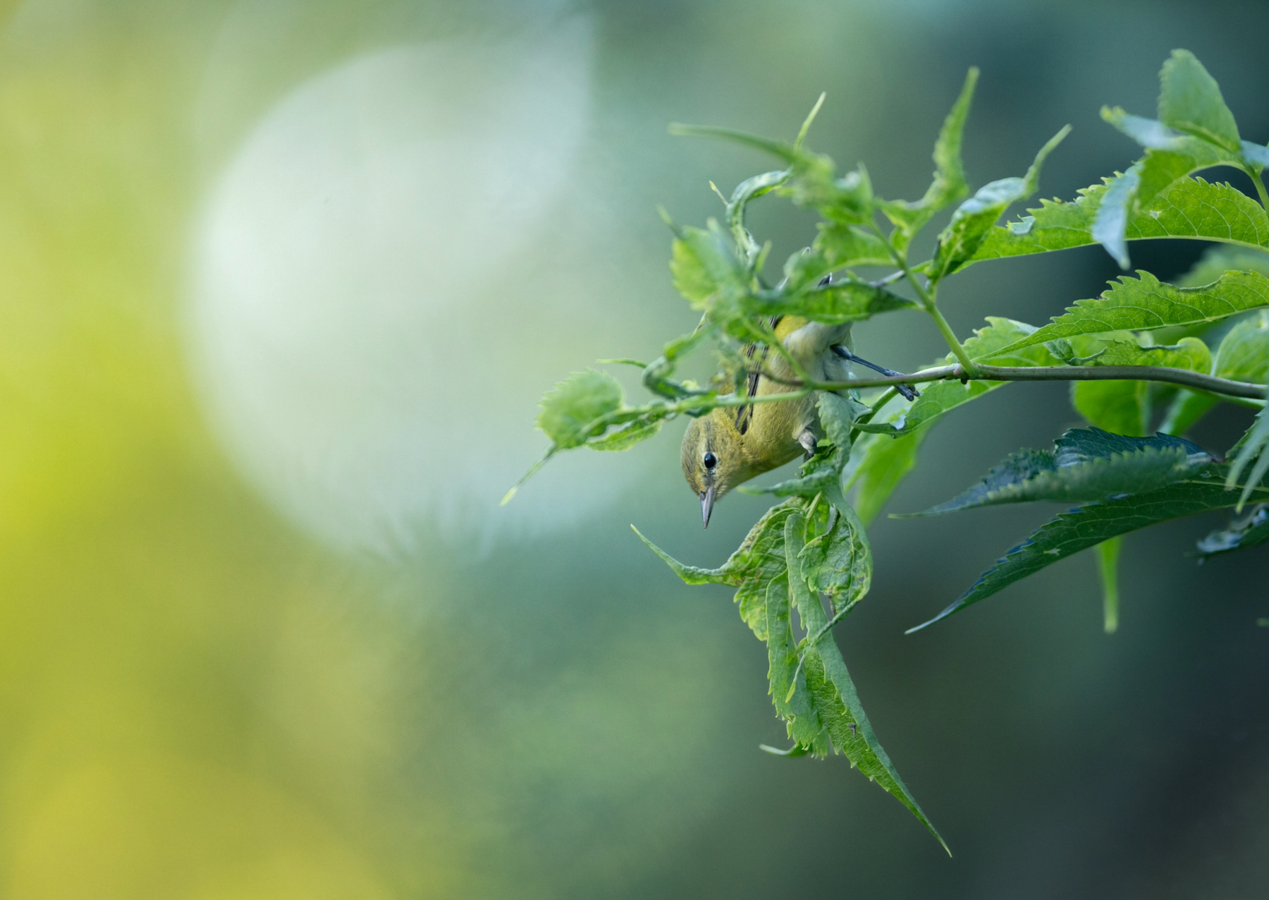 a bird with yellow-green feathers stands on a leaf