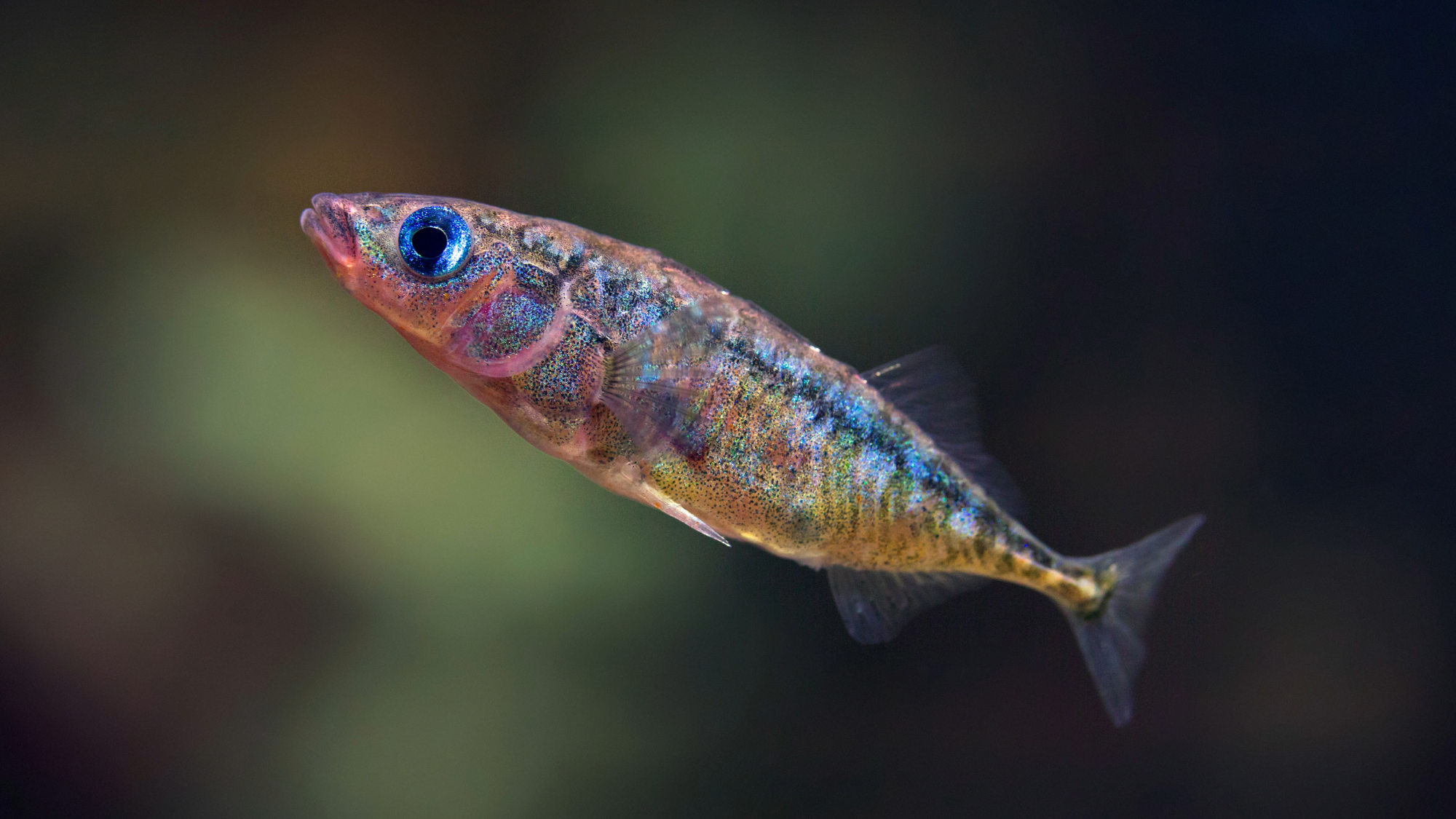 a small fish with silver and rainbow scales