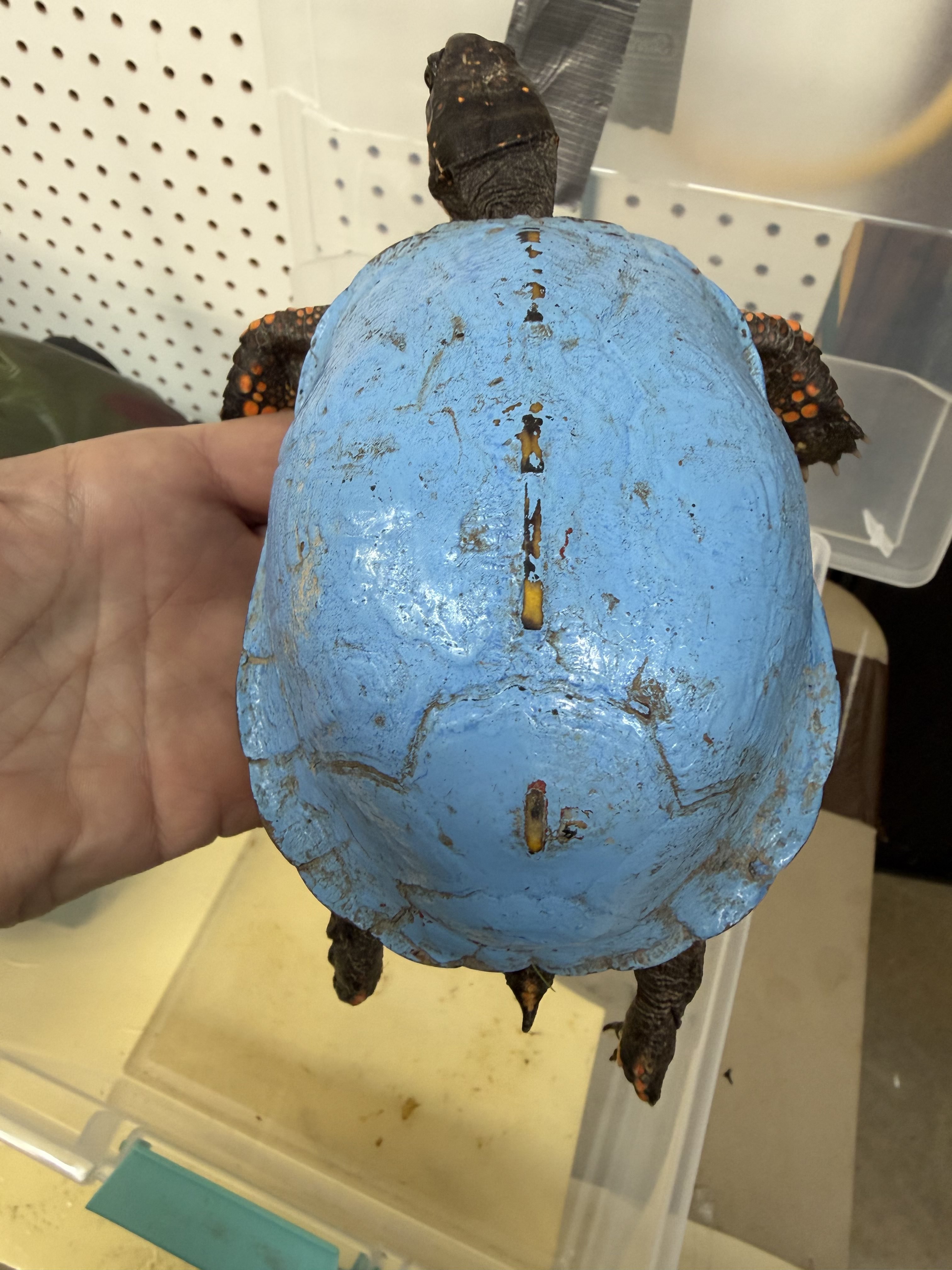 a turtle with blue paint on its shell
