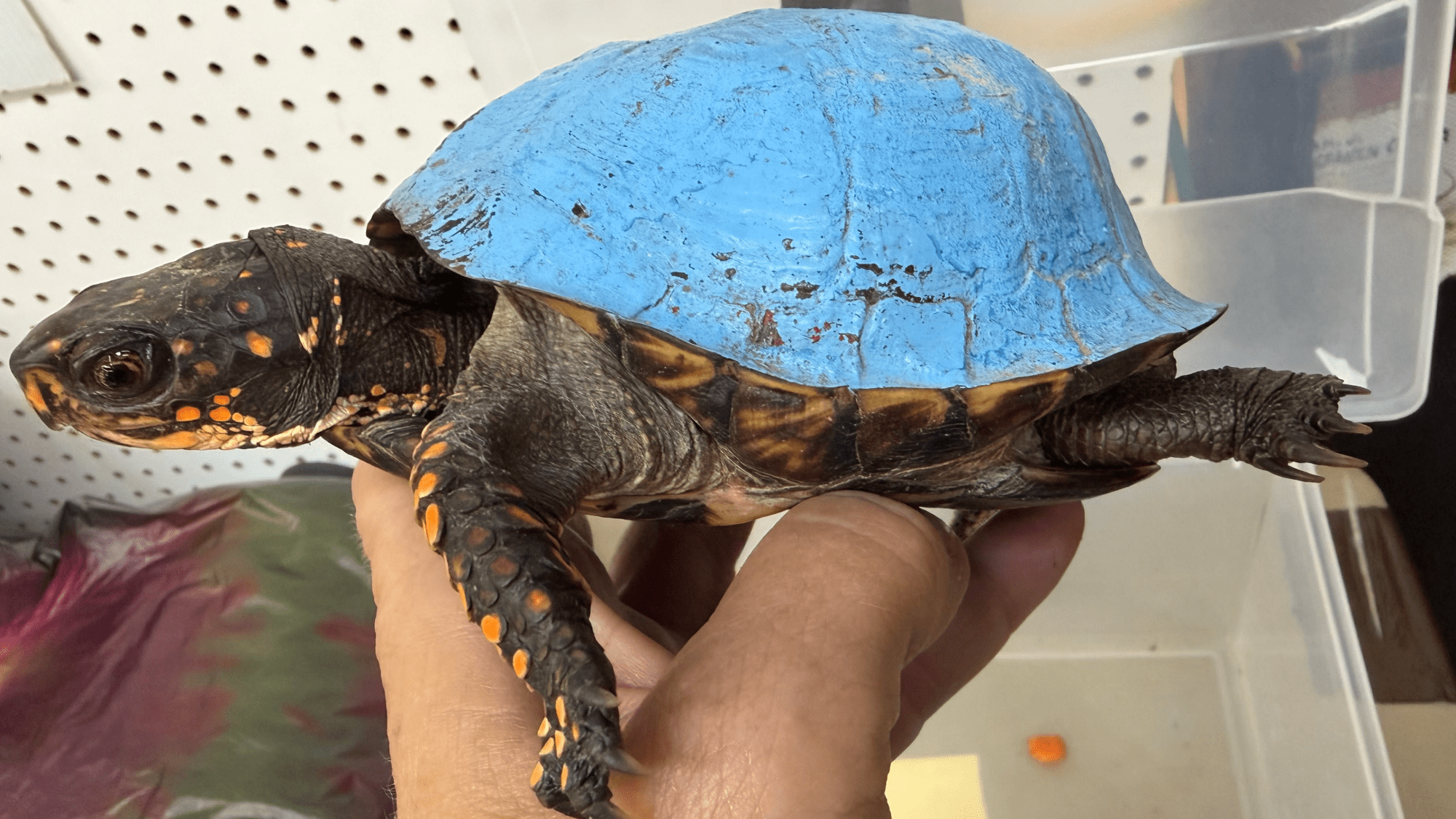 Shockingly blue turtle discovered in Kentucky backyard