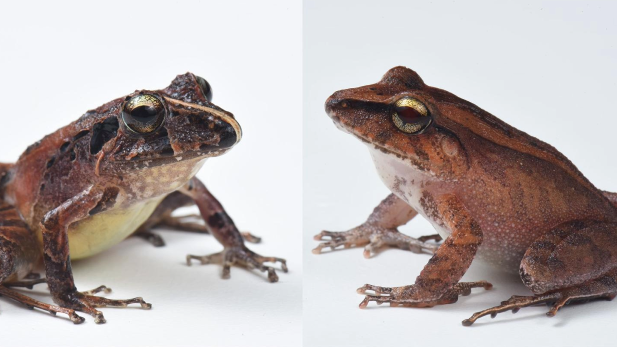 Frogs wear bacterial suits of armor to fight off deadly fungus