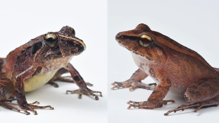 To test how skin-associated bacterial communities can protect tropical frog species against disease, the research team conducted a lab experiment in Brazil focusing on two frog species: ‘Ischnocnema henselii’ (left) and ‘Haddadus binotatus’ (right).